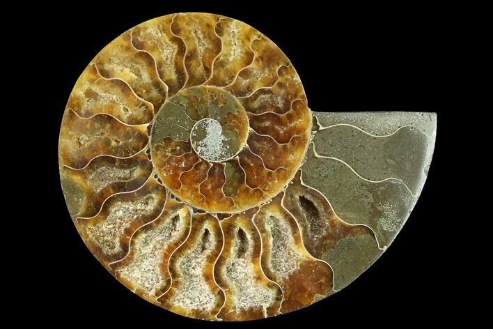 Cut & Polished Ammonite Fossil (Half) - Madagascar #166824